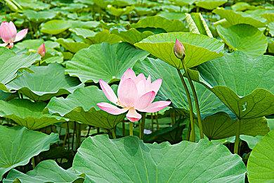 炸鸡轰炸！肯德基上校加入《Funko Fusion》